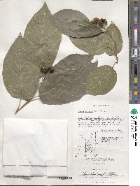 Neoshirakia japonica image