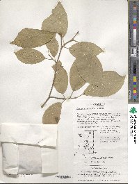 Neoshirakia japonica image