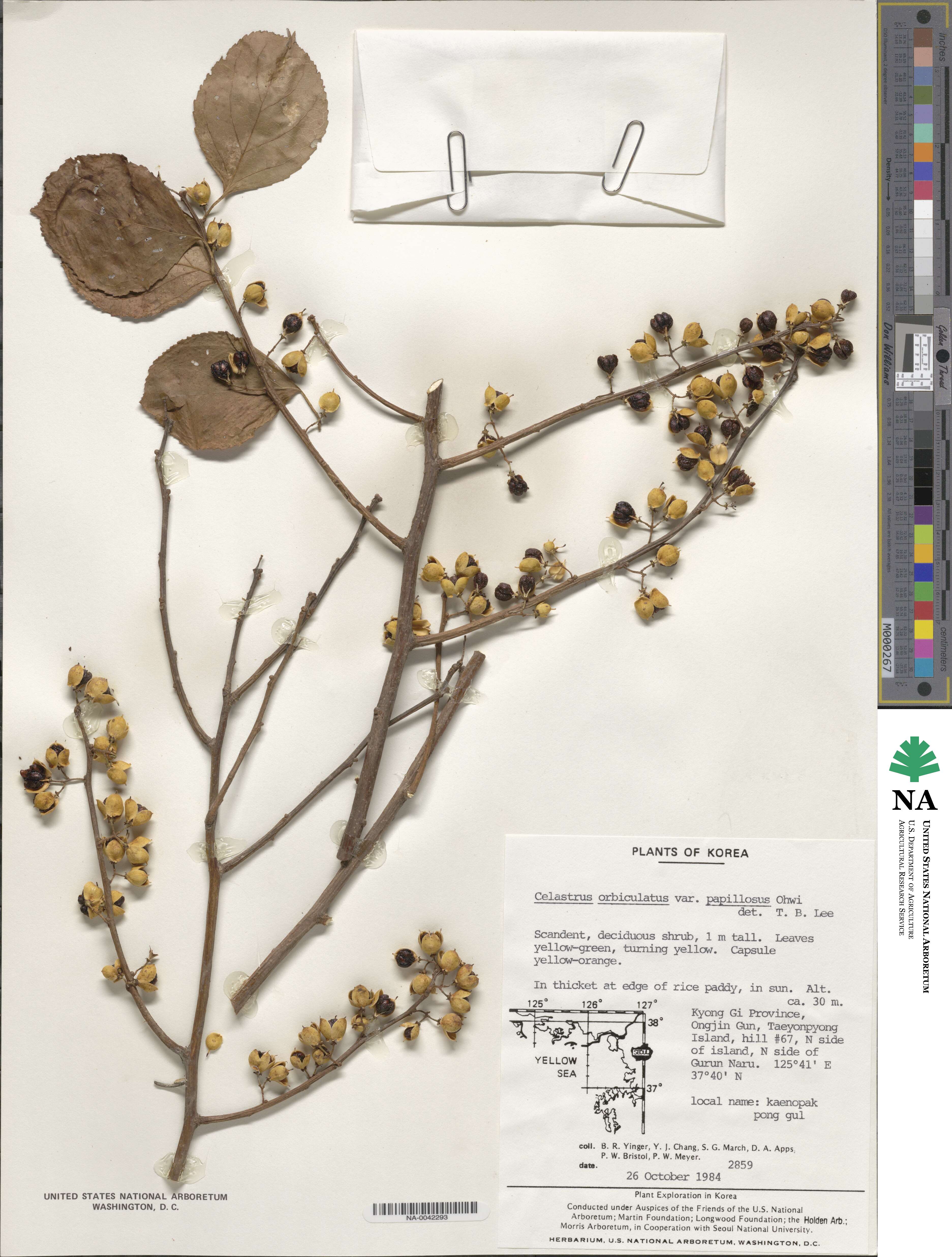 Celastrus orbiculatus image