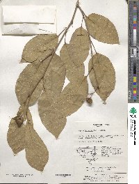 Neoshirakia japonica image