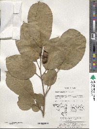 Neoshirakia japonica image