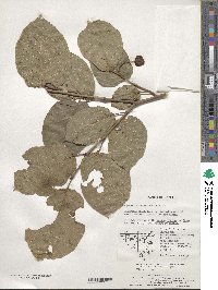 Neoshirakia japonica image