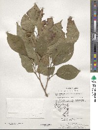 Neoshirakia japonica image