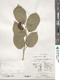 Neoshirakia japonica image