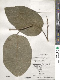 Neoshirakia japonica image