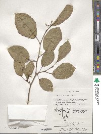 Neoshirakia japonica image