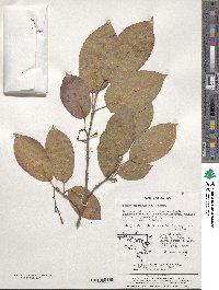 Neoshirakia japonica image