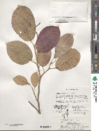 Neoshirakia japonica image