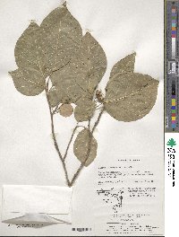 Neoshirakia japonica image