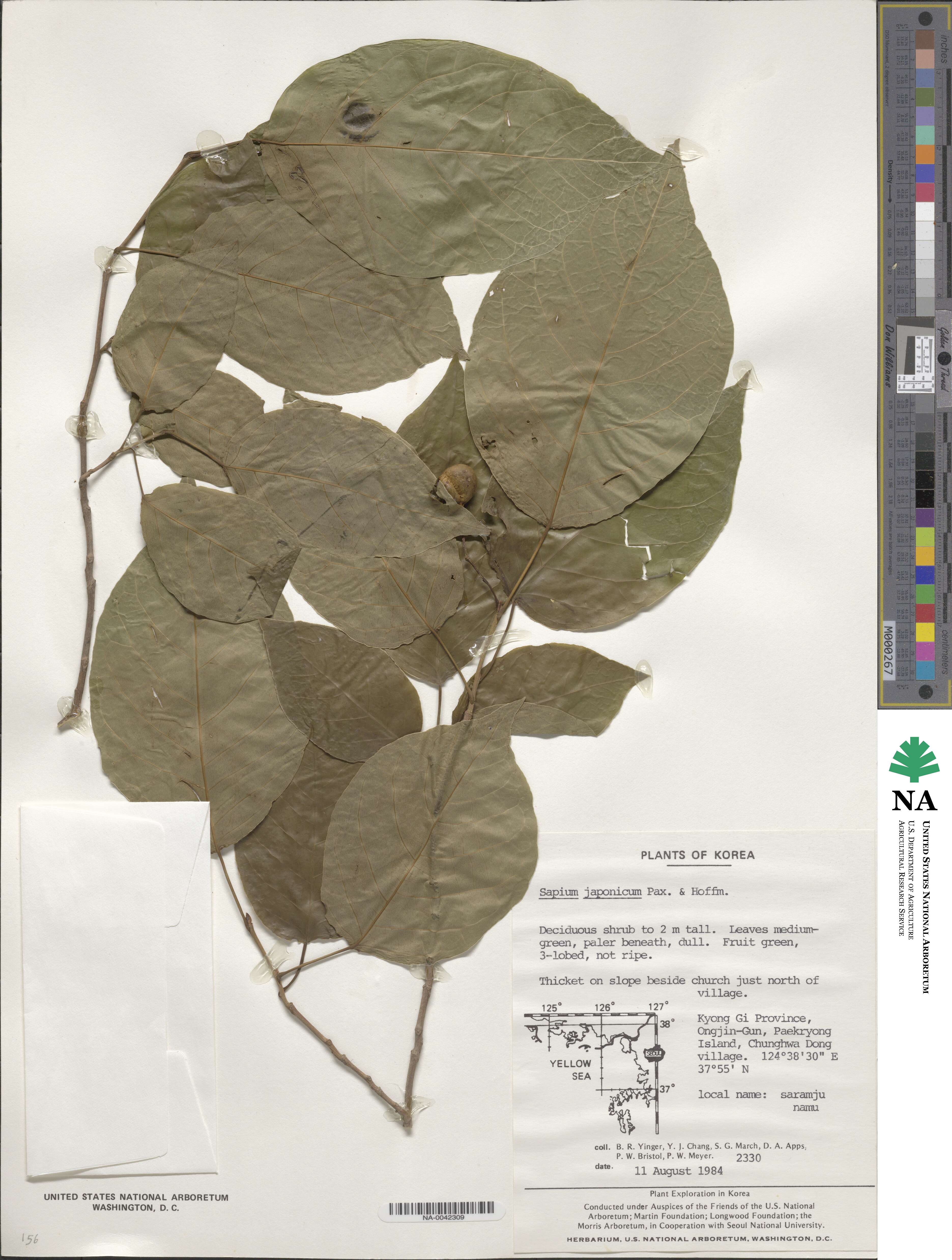 Neoshirakia japonica image