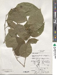 Neoshirakia japonica image