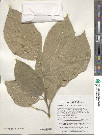 Neoshirakia japonica image