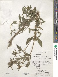 Bidens tripartita image