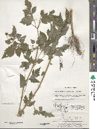 Image of Bidens biternata