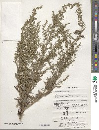 Artemisia japonica image