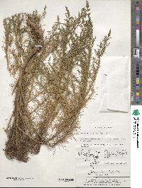 Artemisia capillaris image