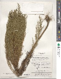 Artemisia capillaris image