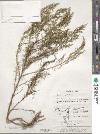 Artemisia capillaris image