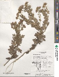 Chrysanthemum indicum image