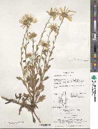 Chrysanthemum zawadskii image