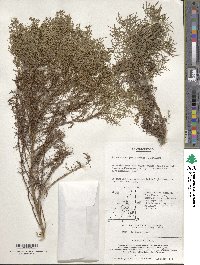 Artemisia scoparia image