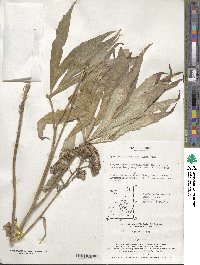 Syneilesis aconitifolia image