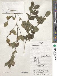 Lonicera tatarica image