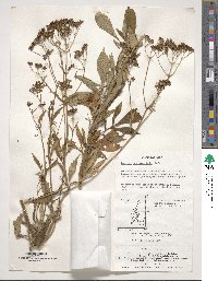 Patrinia scabiosifolia image