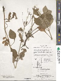 Patrinia triloba var. palmata image