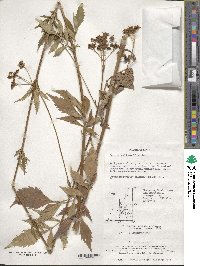 Patrinia scabiosifolia image