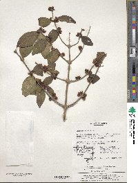 Lonicera maackii image