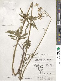 Patrinia scabiosifolia image