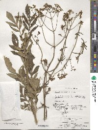 Patrinia scabiosifolia image