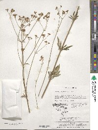 Patrinia scabiosifolia image