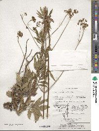 Patrinia scabiosifolia image