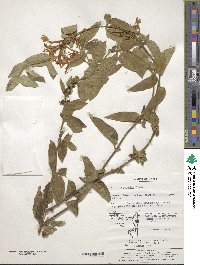 Lonicera japonica image