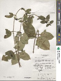 Lonicera japonica image