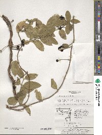 Lonicera japonica image