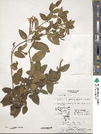 Lonicera japonica image