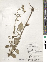 Patrinia villosa image