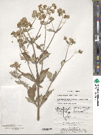 Patrinia villosa image