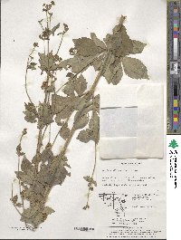 Patrinia villosa image