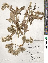 Patrinia villosa image