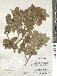 Lonicera morrowii image