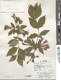 Weigela florida image