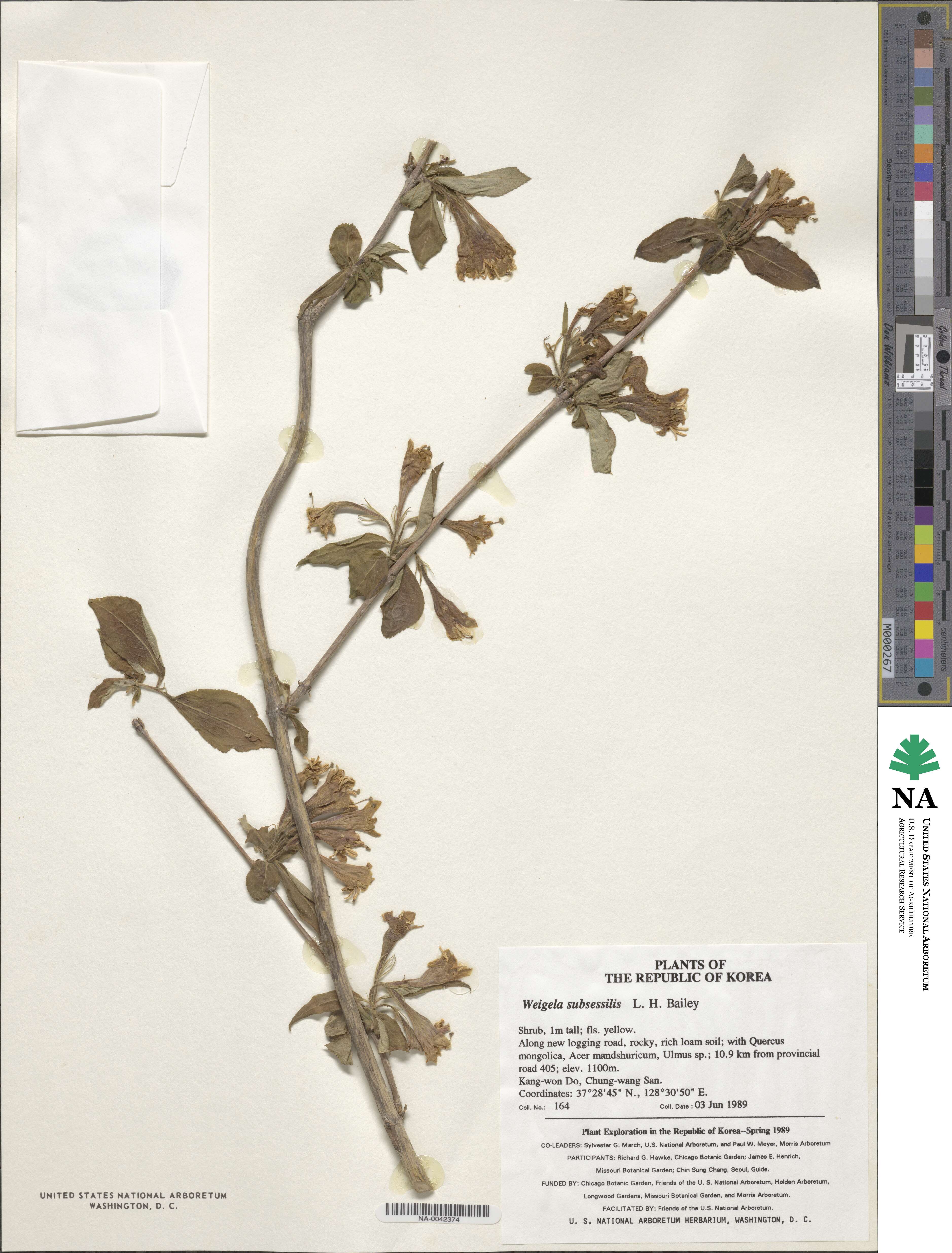 Weigela subsessilis image