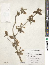 Weigela subsessilis image