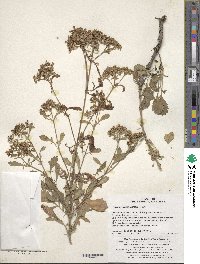 Patrinia scabiosifolia image