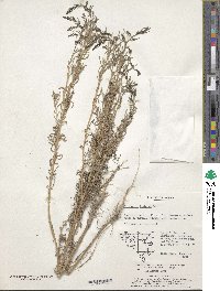 Salicornia herbacea image