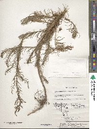 Suaeda glauca image